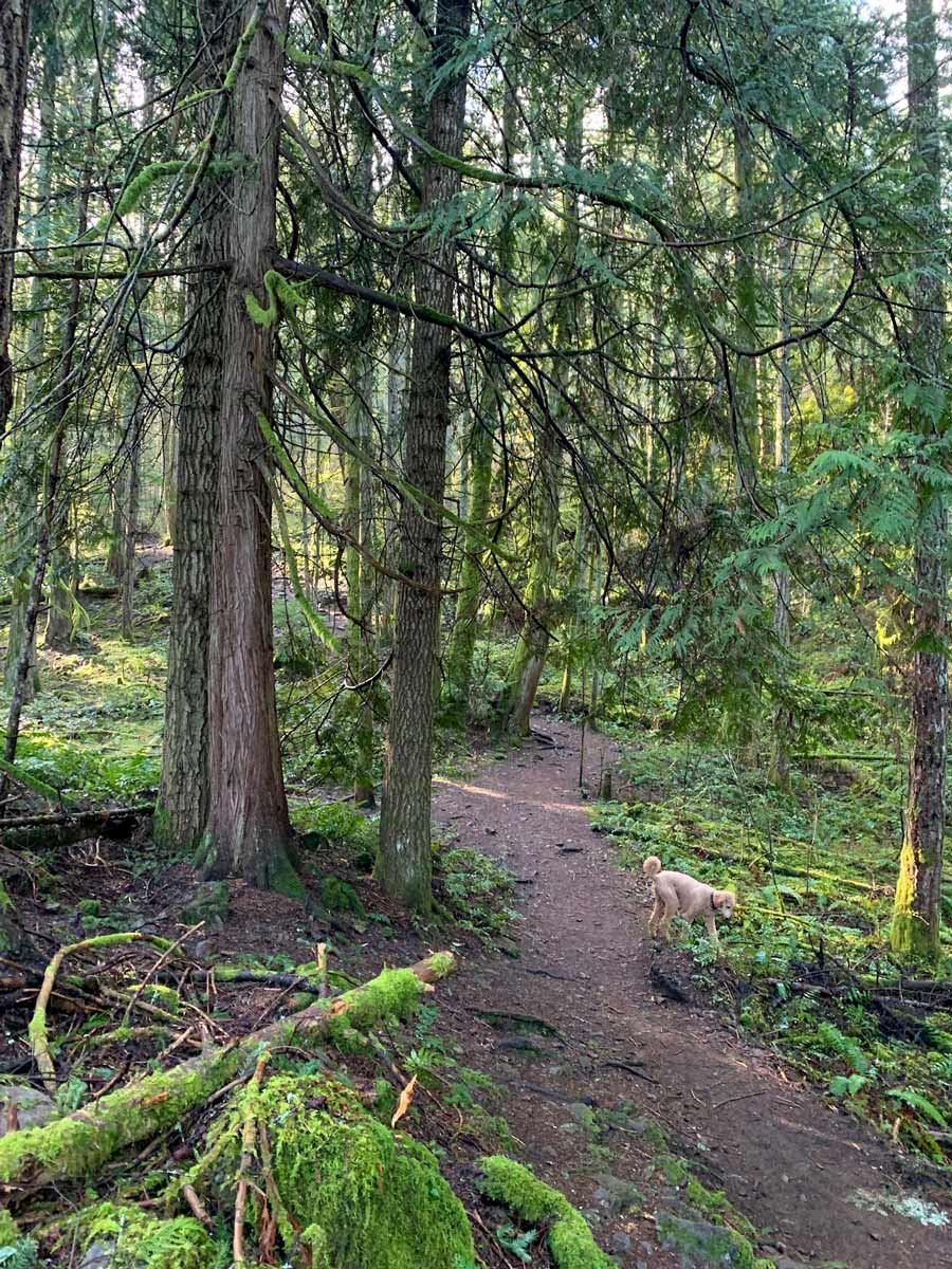 Wandering path through forest up Mount Work near Victoria