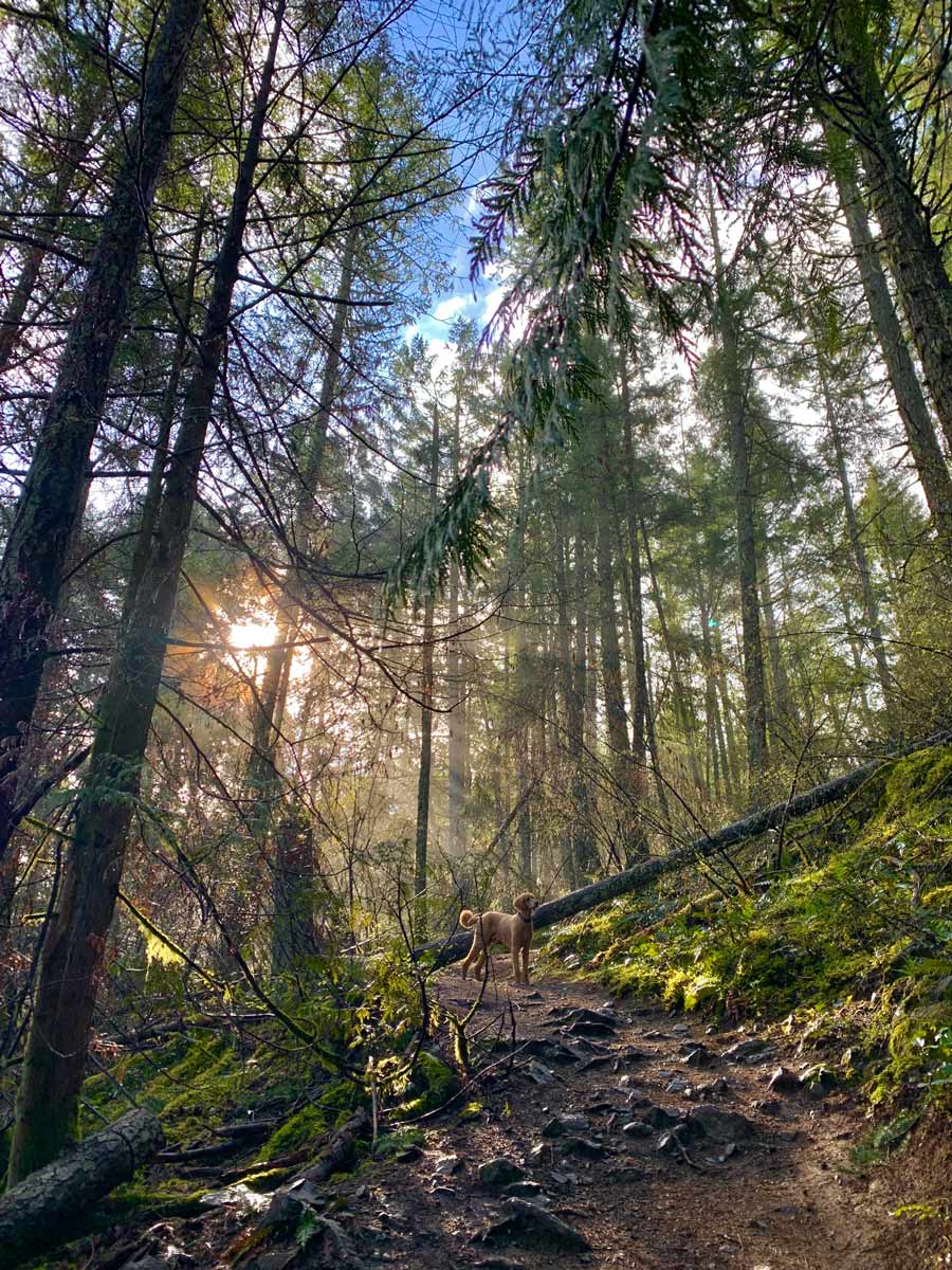 Beautiful forest on Mount Work one of the best hiking trails near Victoria