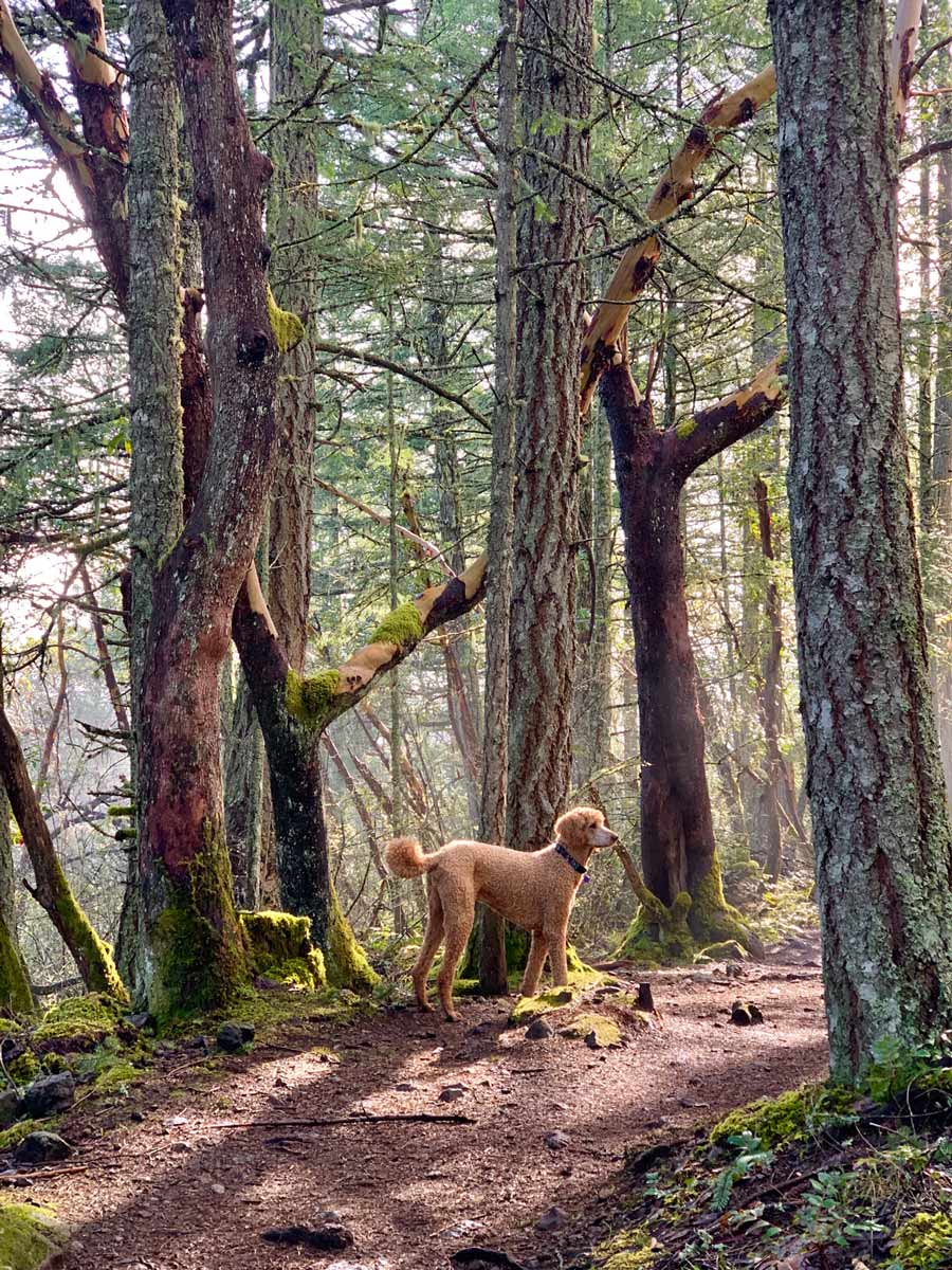 Dog wander through tree filtered light in forest on Mount Work hiking near Victoria