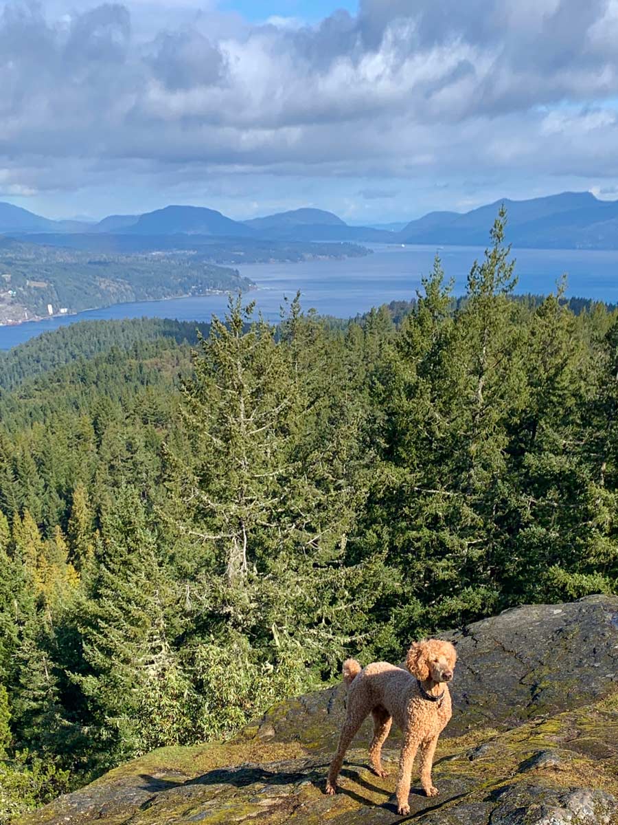 Dog enjoys the sun from beautiful hike on Mount Work near Victoria