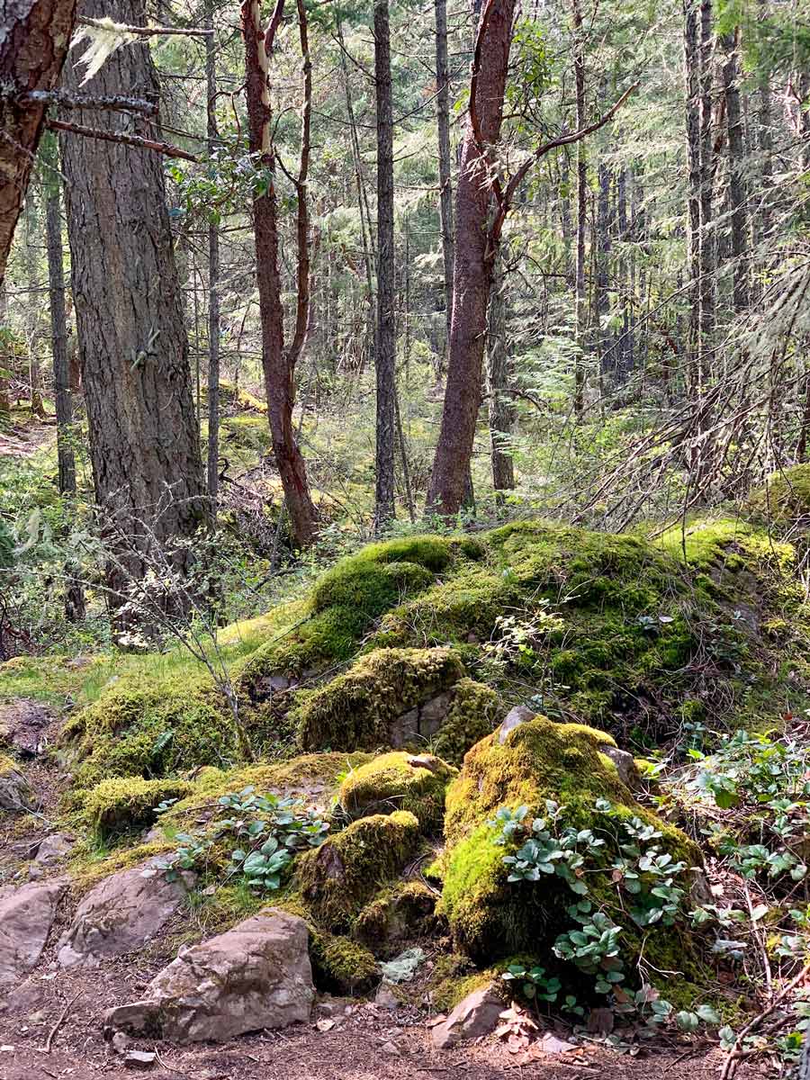 Mossy forest floor along Mount Work hiking trail near Victoria