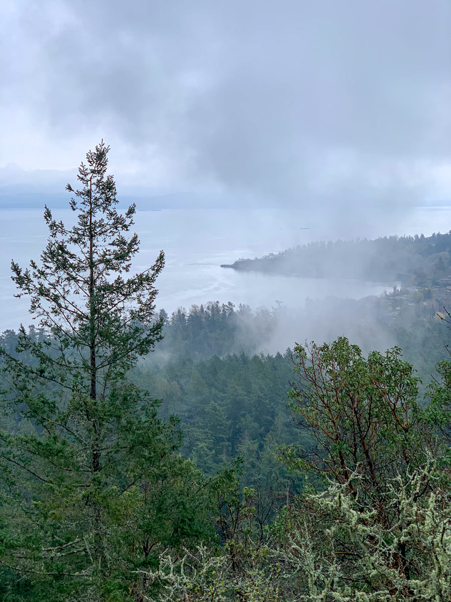 Mist through the trees on amazing hike up Mount Doug near Victoria