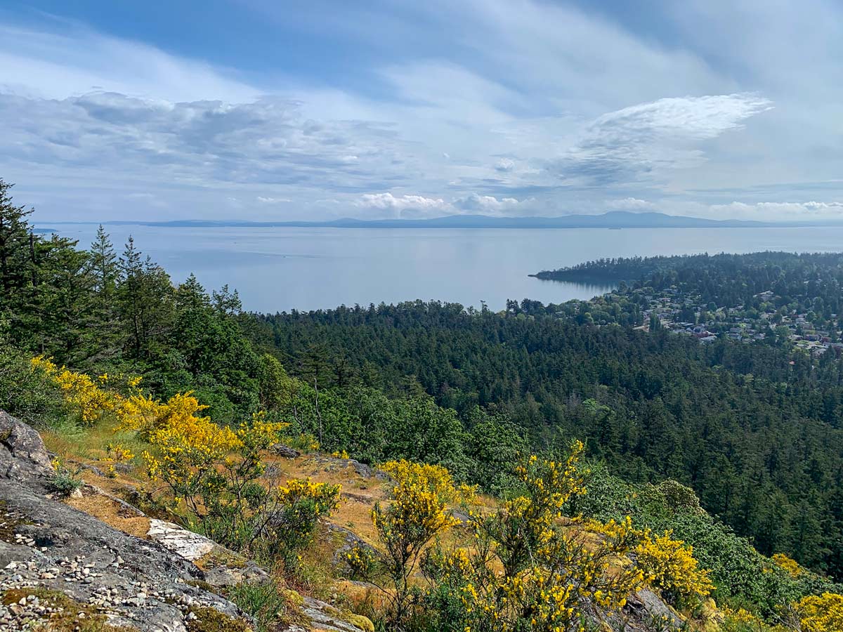 Wildflowers and trees below Mount Doug on beatuiful hike near Victoria