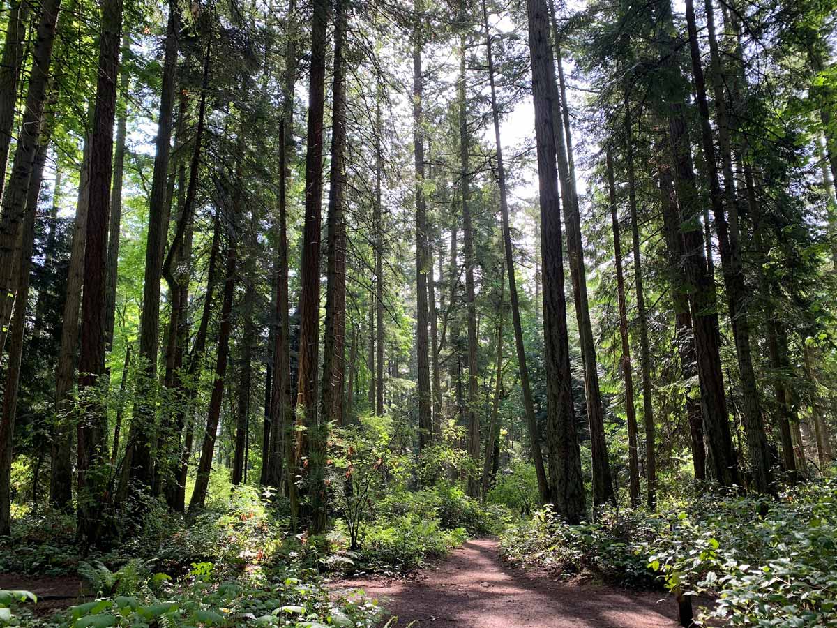 Sunlight filters through the tall trees on Mount Doug hike near Victoria