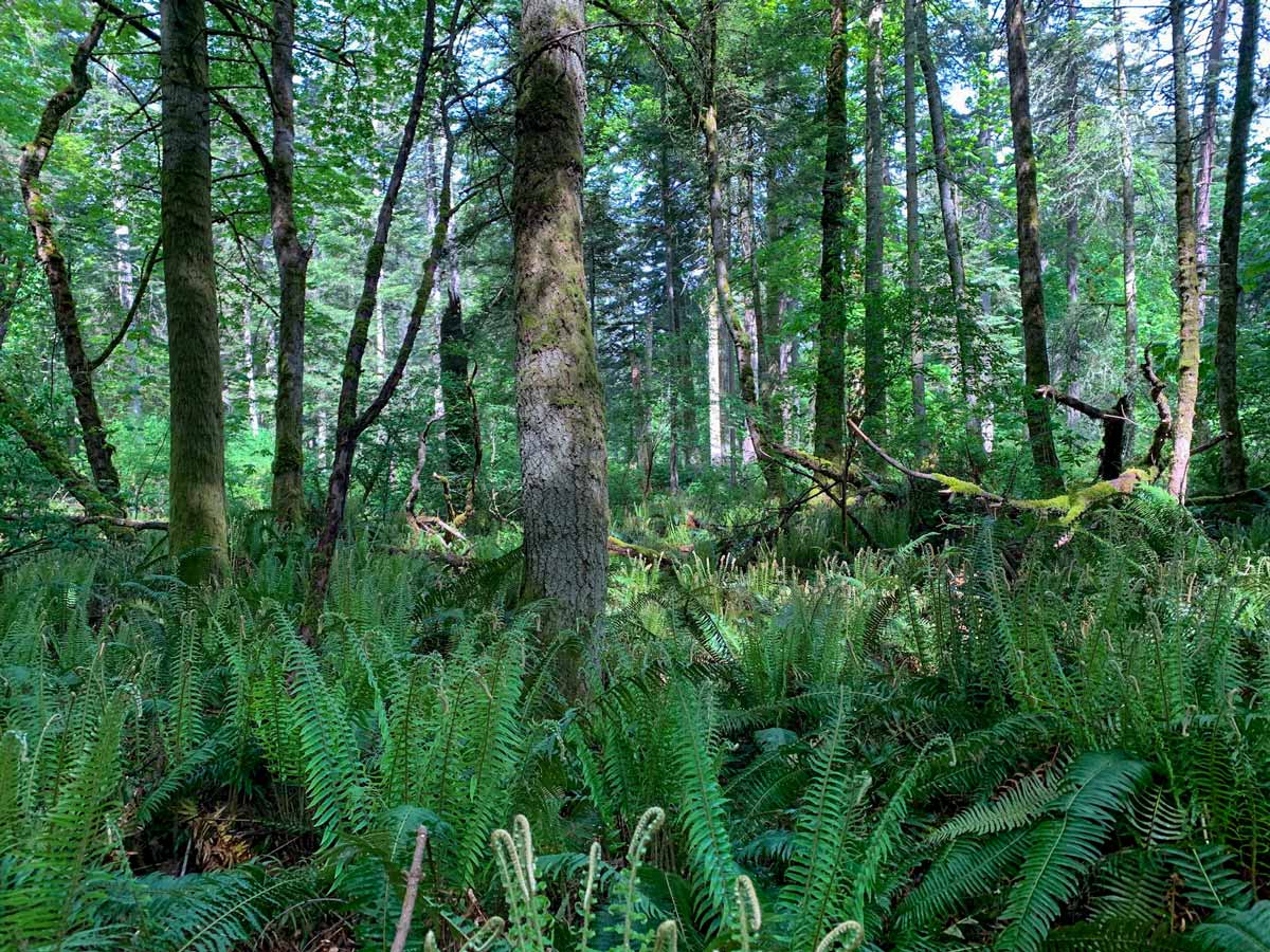 Ferns and tall trees seen hiking up Mount Doug near Victoria