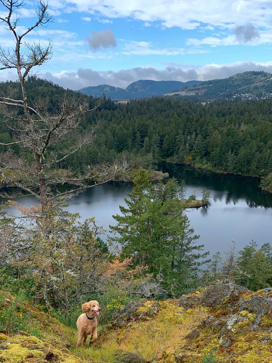 Happy dog exploring hills surrounding Thetis Lake on beautiful hike near Victoria