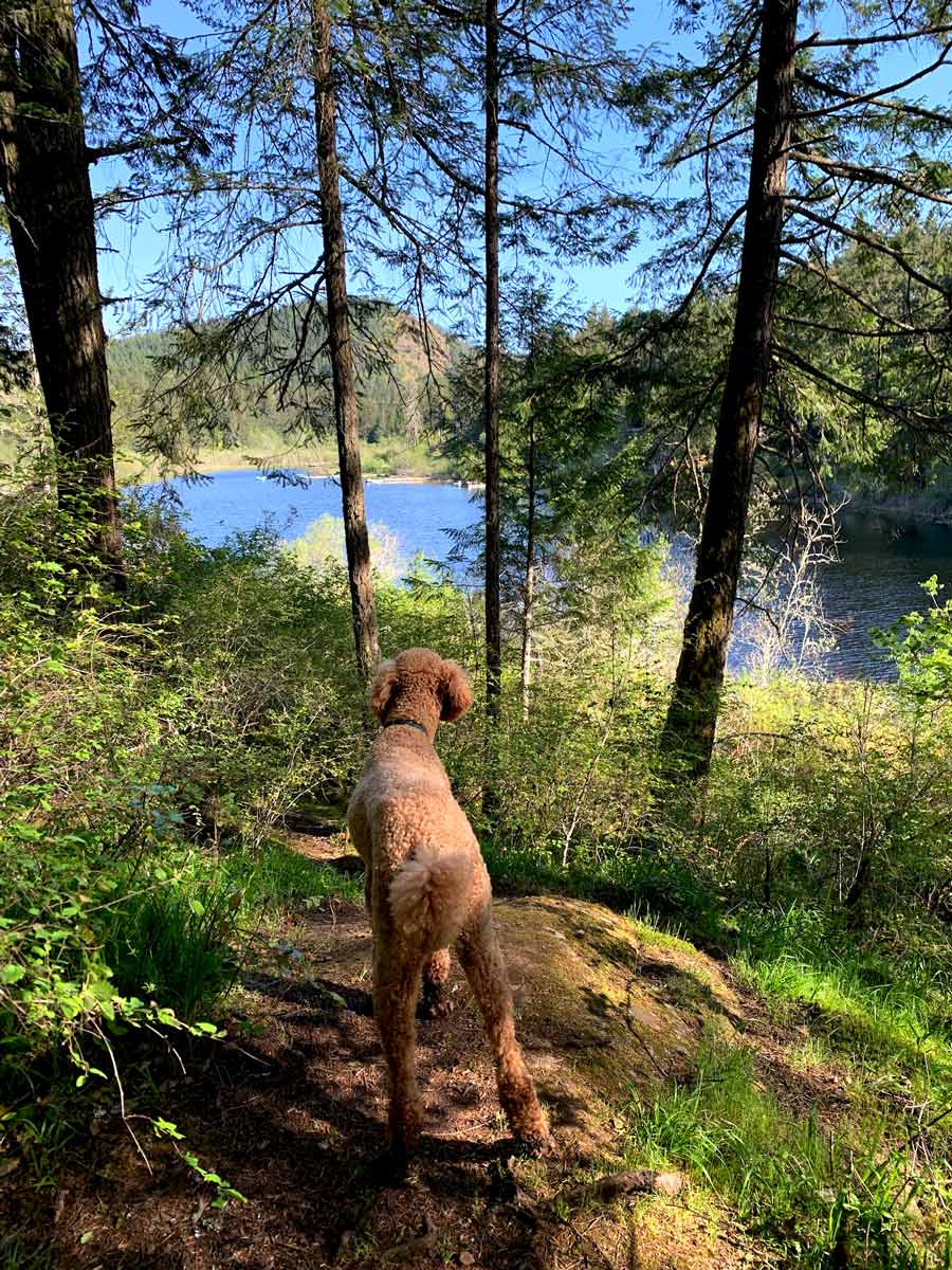 Looking through the trees onto Thetis Lake along great hiking trail near Victoria BC