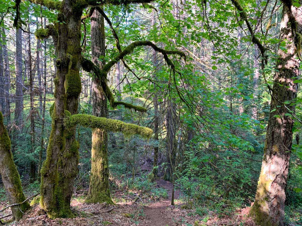 Forest near Thetis Lake along beautiful hiking trail near Victoria BC