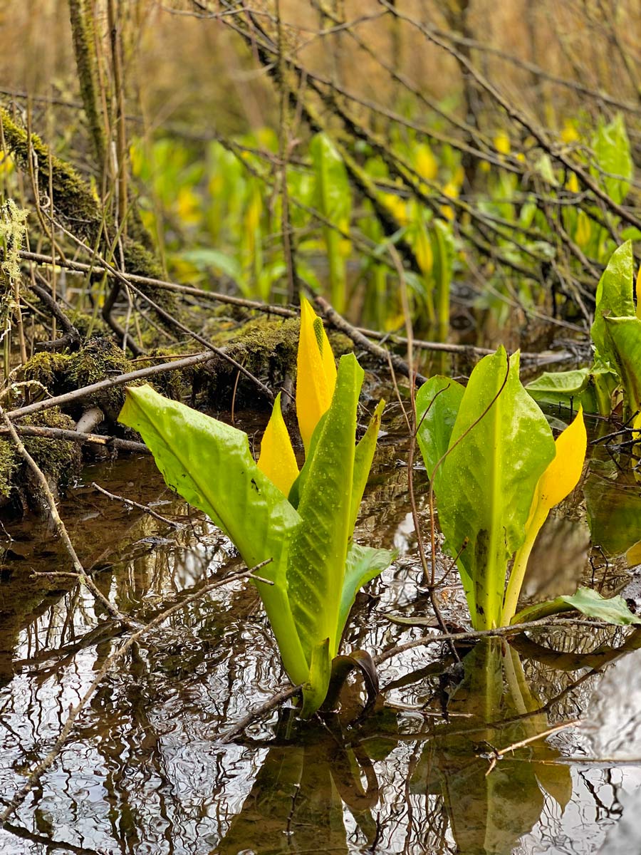 Wild water plants sprout in still waters near Thetis Lake along hiking trali near BC