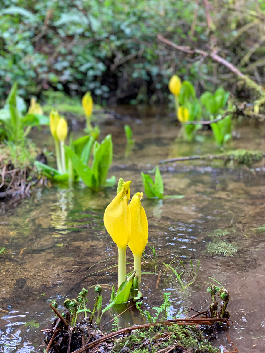 Little waterlillies sprouting in Thetis Lake along one of the best hiking trails near Victoria