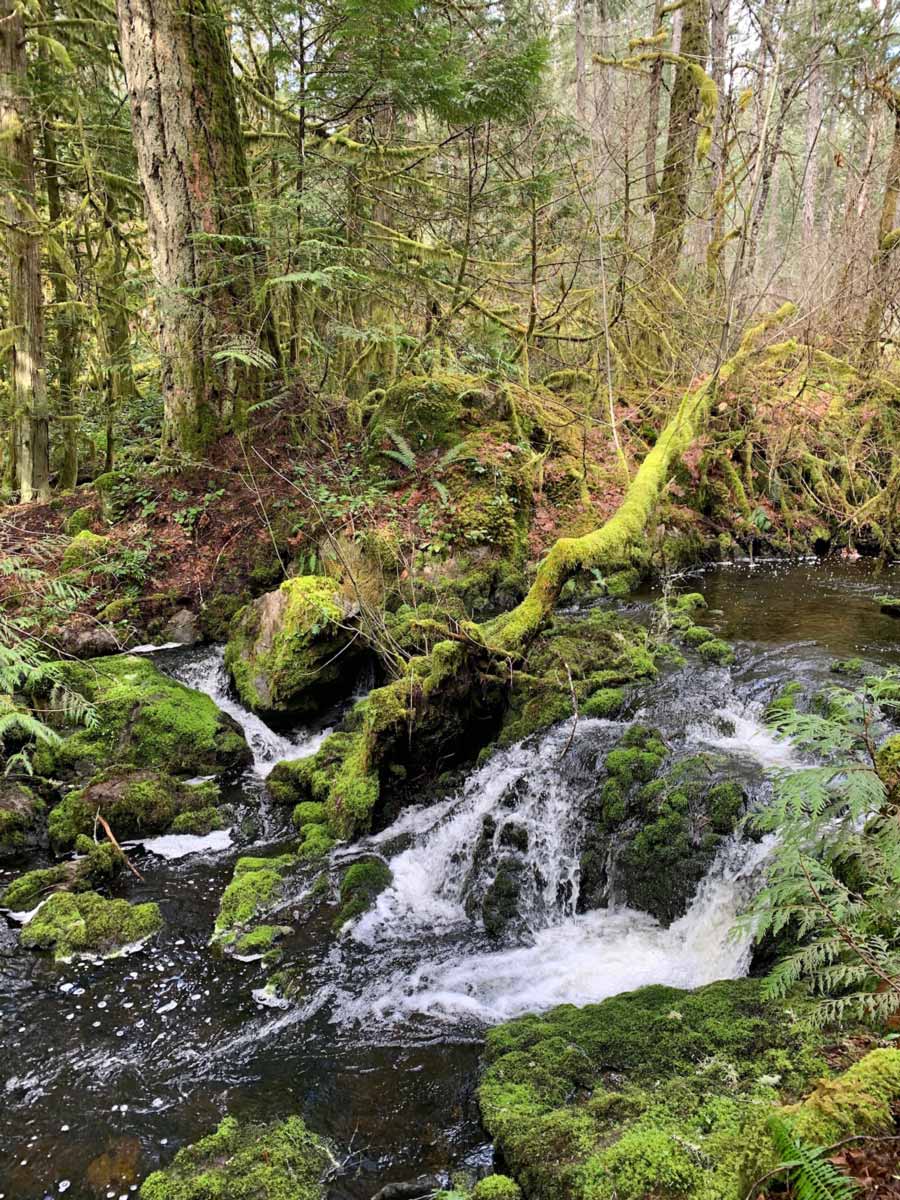 Beautiful waterfalls over mossy rocks near Thetis Lake on one of the best hiking trails near Victoria