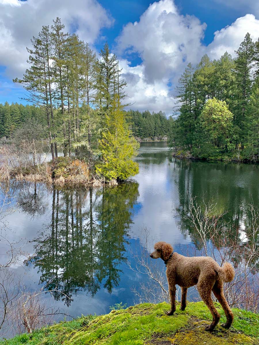 Beautiful reflection on Thetis Lake along one of the best hikes near Victoria