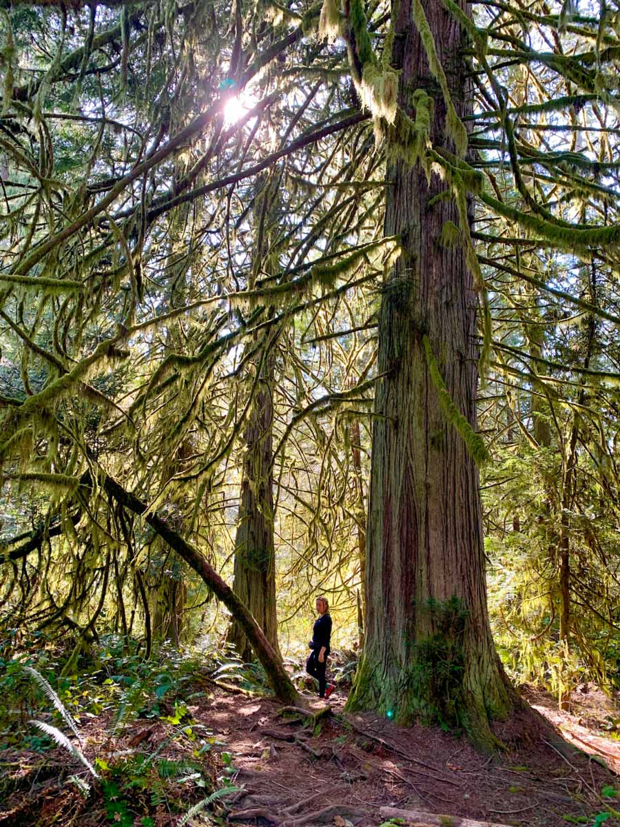 Sun filters through old growth trees near Thetis Lake hike near Victoria