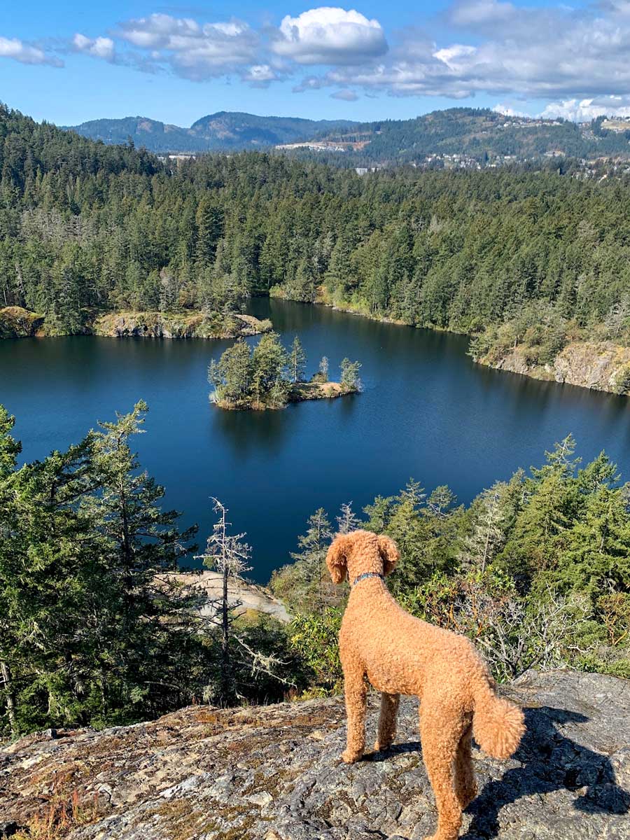 Dog looks out over Tetis Lake along beautiful hiking trail near Victoria