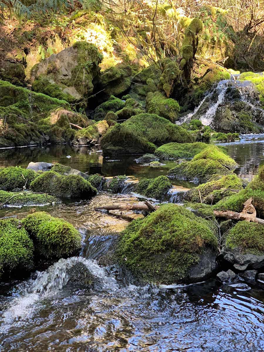 Small waterfalls and mossy rocks along beautiful Thetis Lake hiking trail