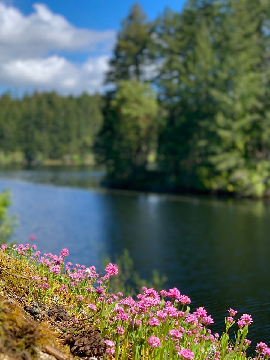 Wildflowers by Thetis Lake along one of the best hiking trails around Victoria