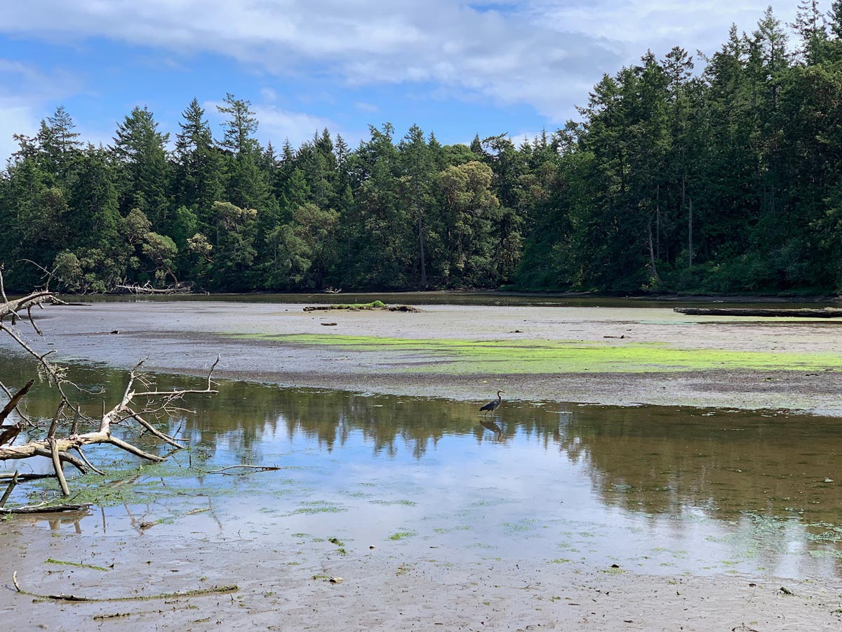 Bird wading through shallows of Wittys Lagoon seen hiking one of the best trails near Victoria BC