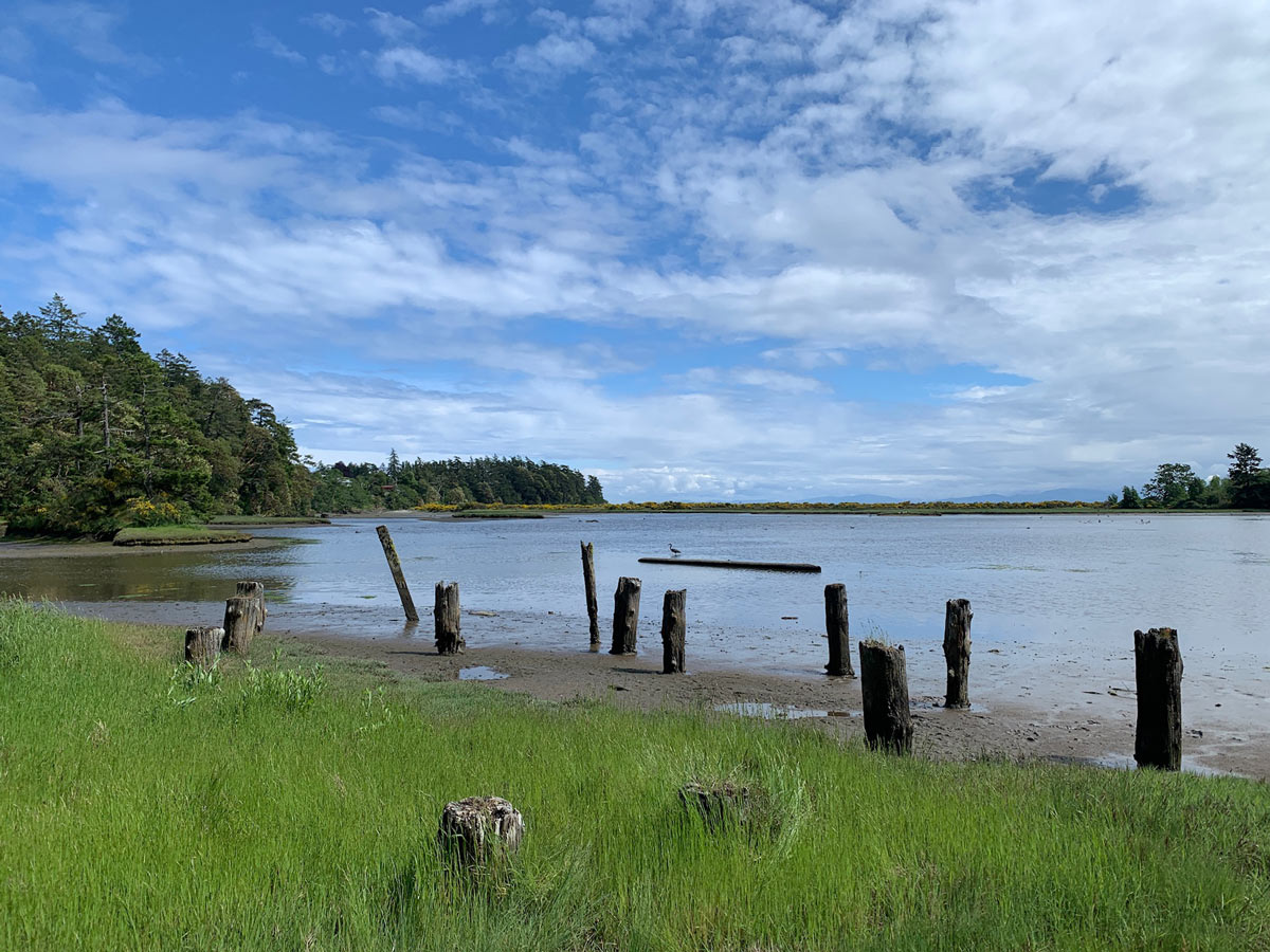 Grassy march and old pillars in Wittys Lagoon near Victoria