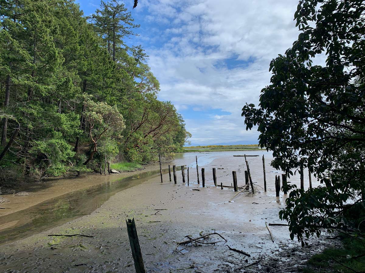 Remains of an old pier at Wittys Lagoon along one of the best hiking trails near Victoria