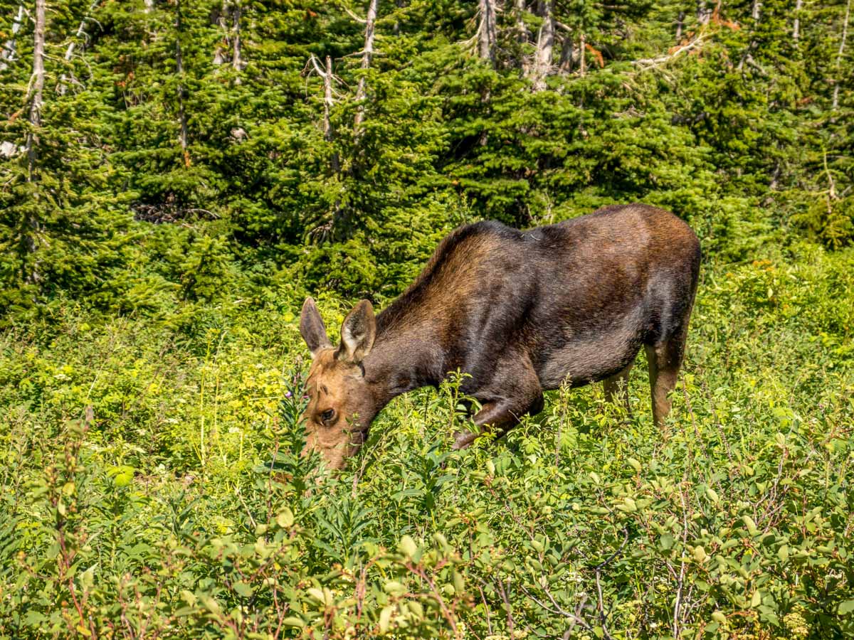 Moose spotted Pitamakan Dawson Loop