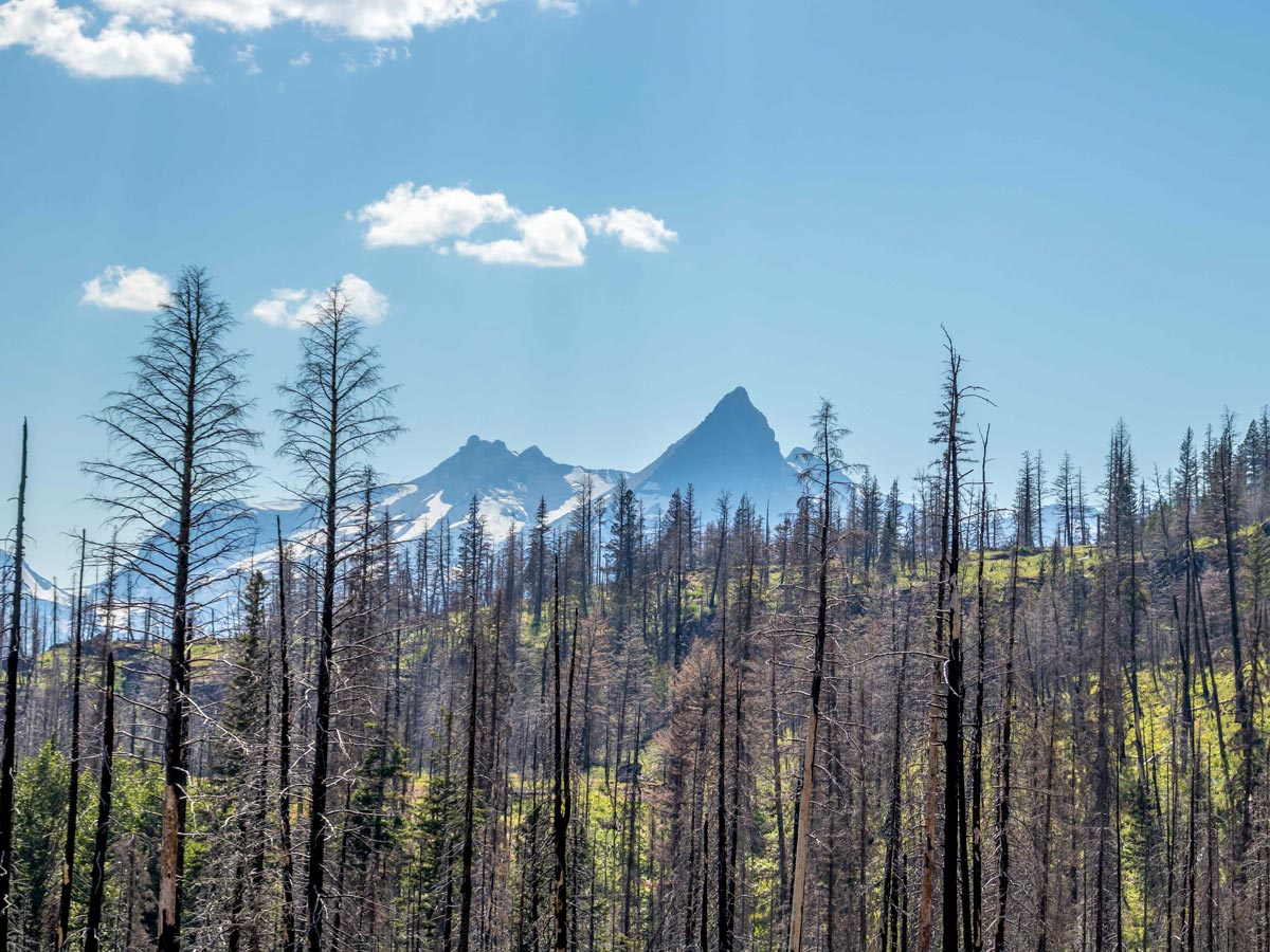 Trees still standing tall on Siyeh Pass following wildfire