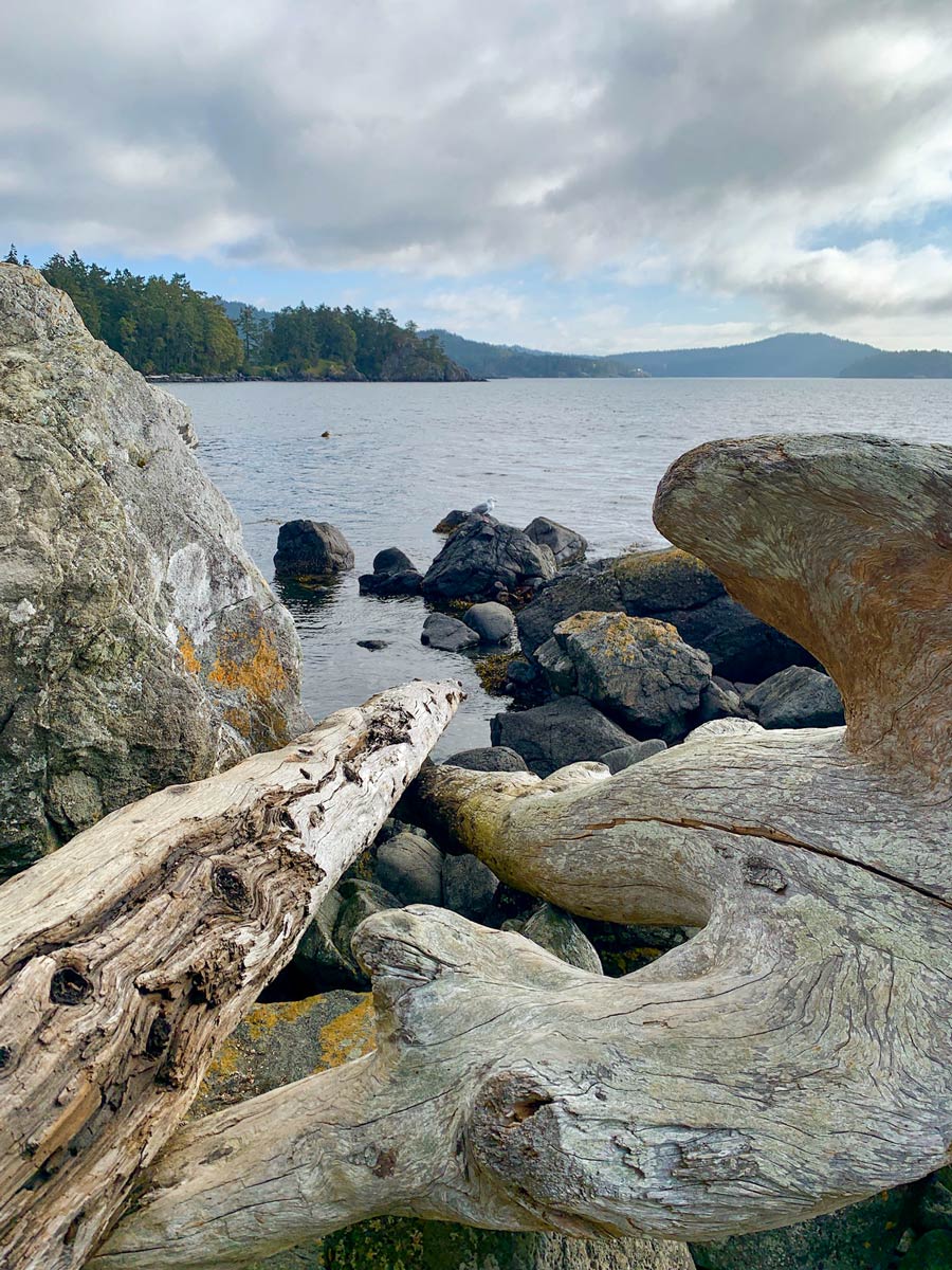 Water worn driftwood on the shores of Sooke near Victoria