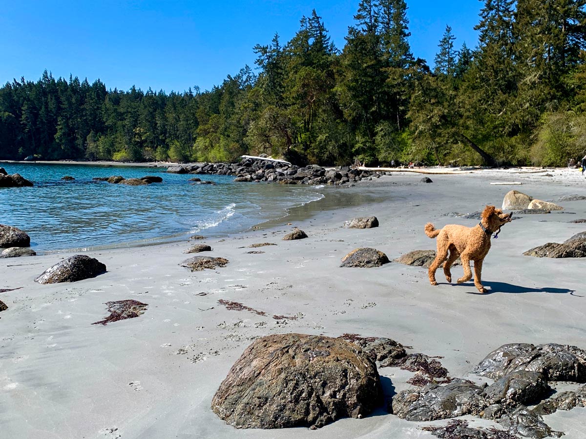 Dog plays on the beach along one of the best hiking trails in Sooke near Victoria