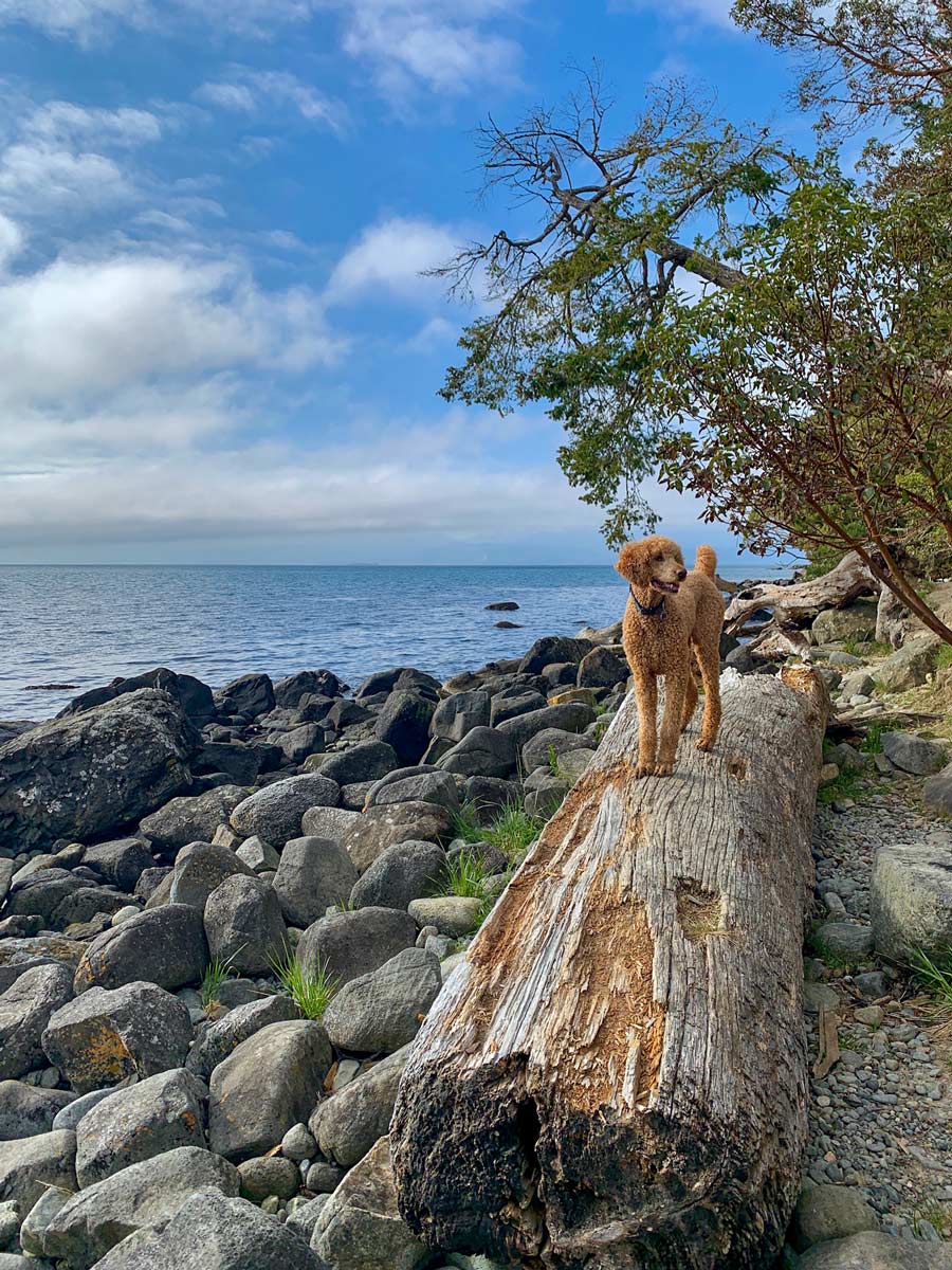 Dog explores shores of Sooke near Victoria