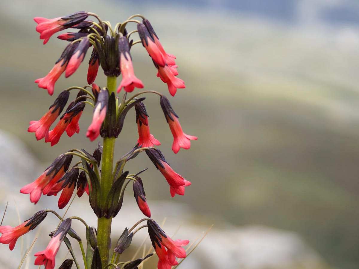 Wildflowers near Lake Awak in Huaraz