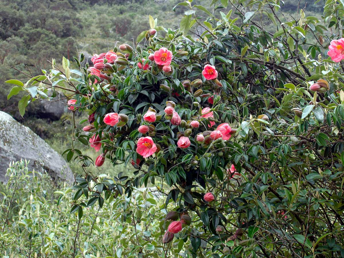 Beautiful wildflowers in Huaraz