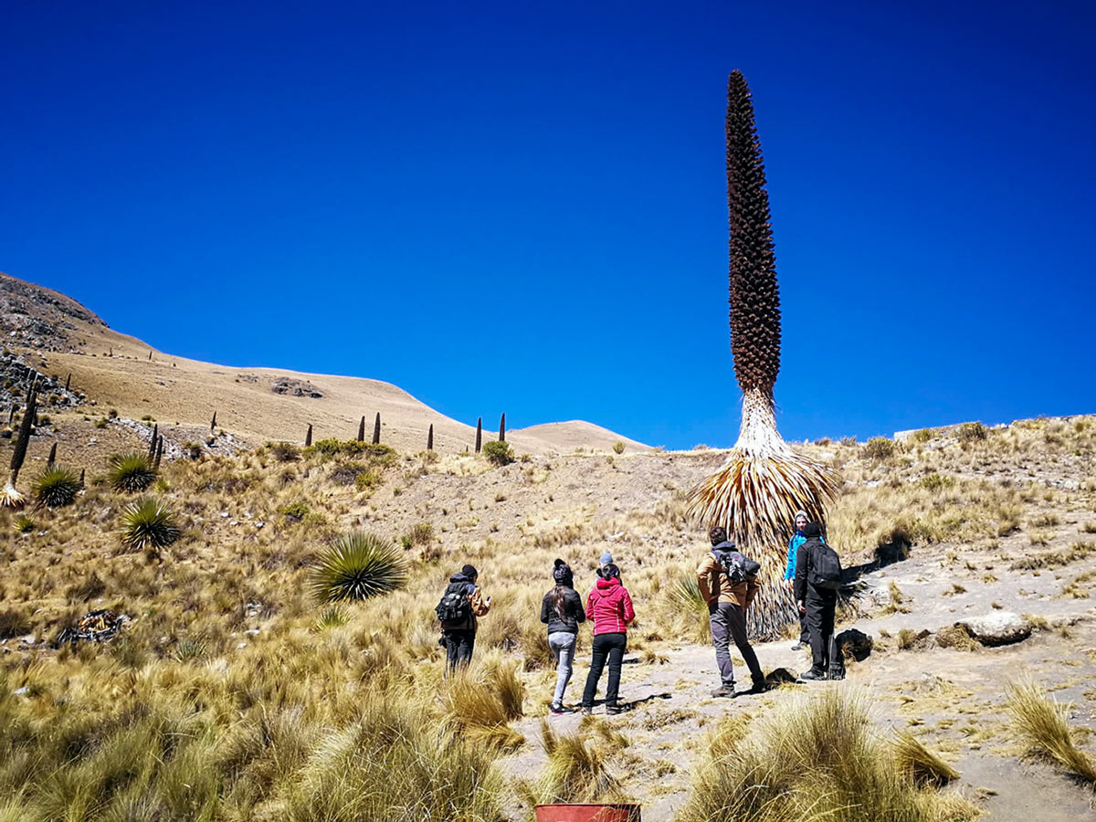 Unique foliage in Huaraz