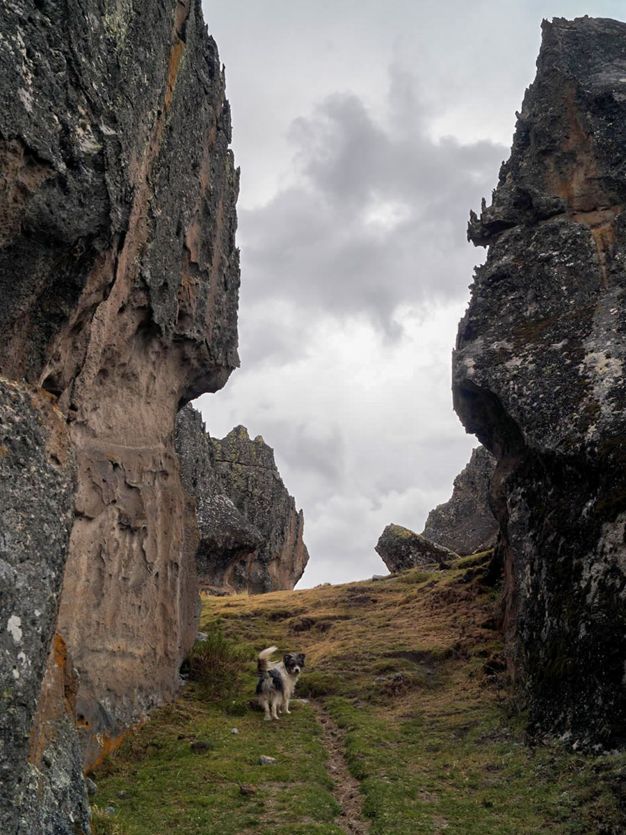 Hiking with local dog through Rock Forest of Hutan Machay