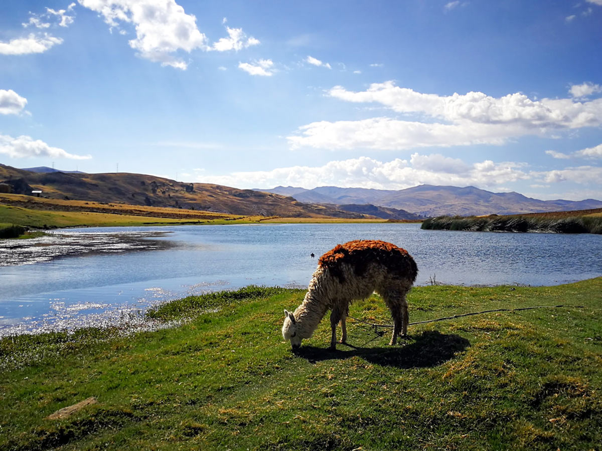 Llama feeding near Wilkacocha Viewpoint