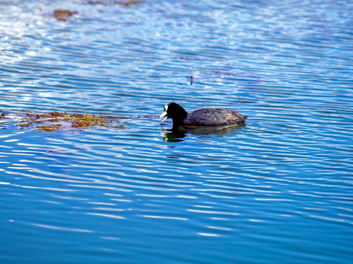 Peuvian duck swims peacefully in Huaraz