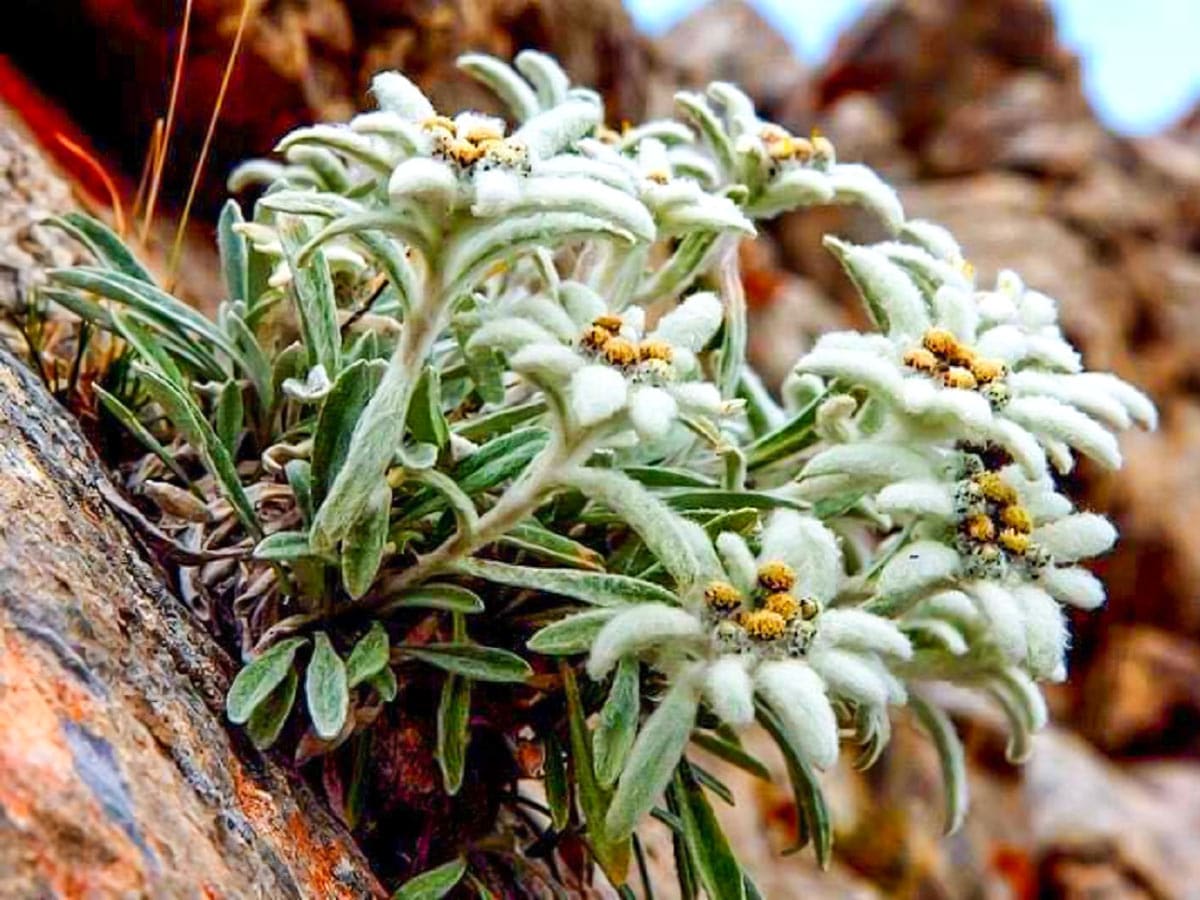 Edelweis flower is a common view on the slopes of Vihren