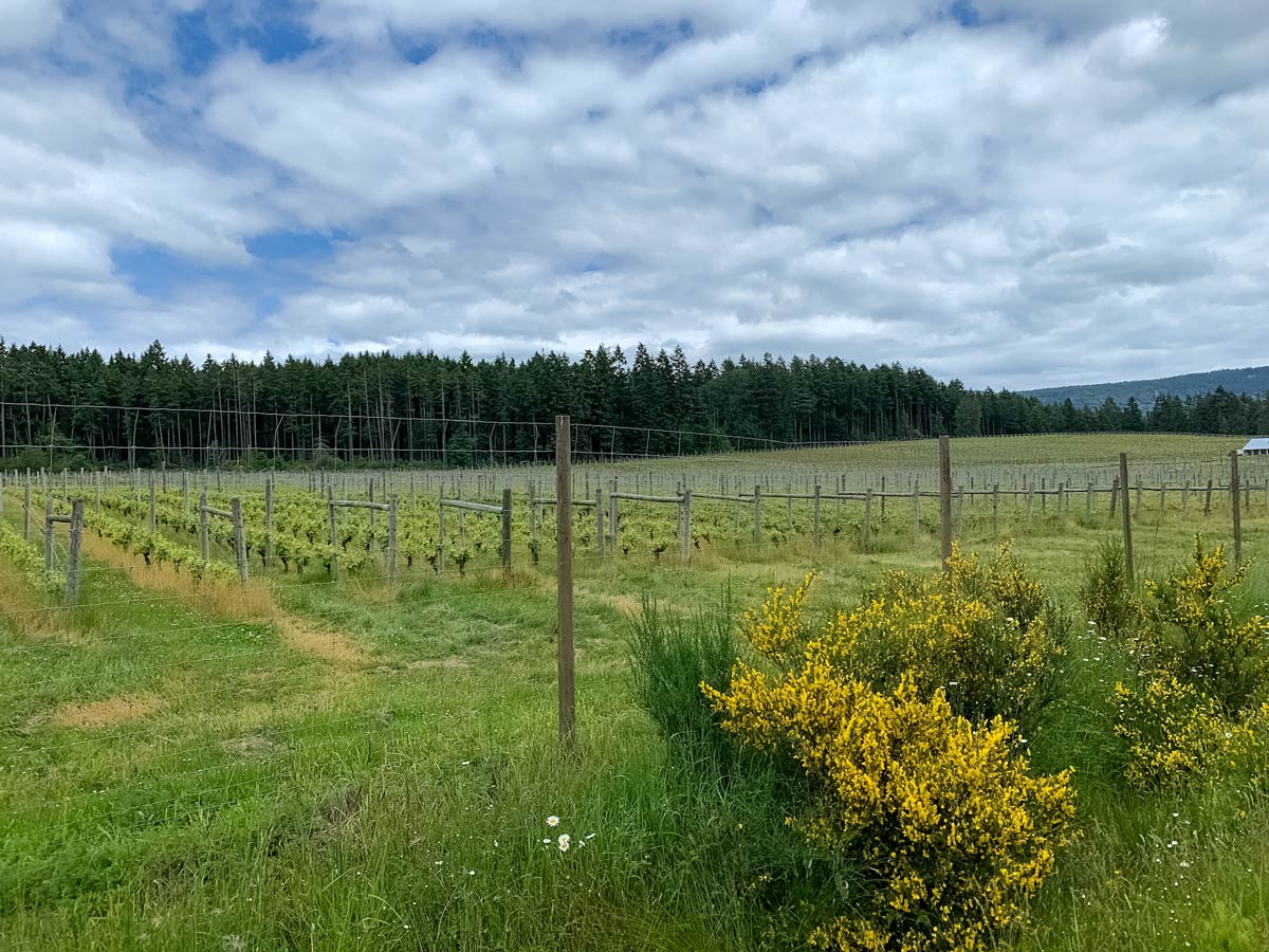 Cherry Point Winery grape vines seen biking Mill Bay to Cowichan Valley near Victoria