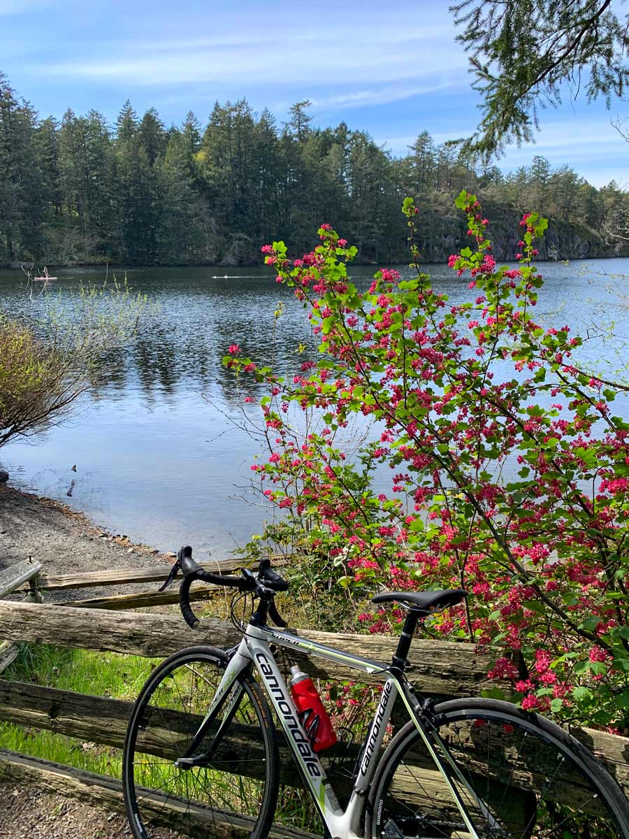 Wildflower bushes by Thetis Lake seen biking from Galloping Goose near Victoria