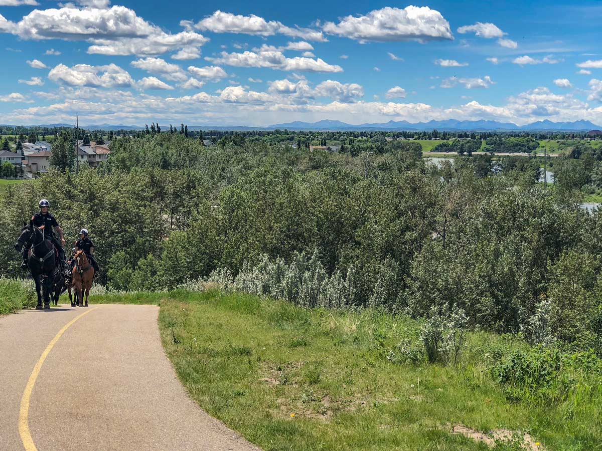 Canadian police horses spotted along bike ride from South Calgary to Edworthy Park