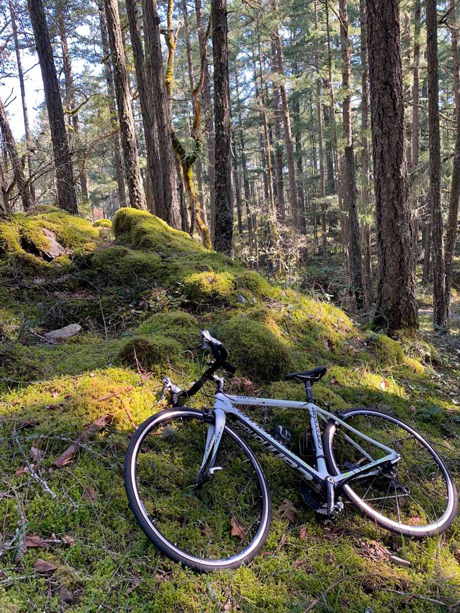 Mossy west coast forest seen biking from Galloping Goose to Thetis Lake near Victoria