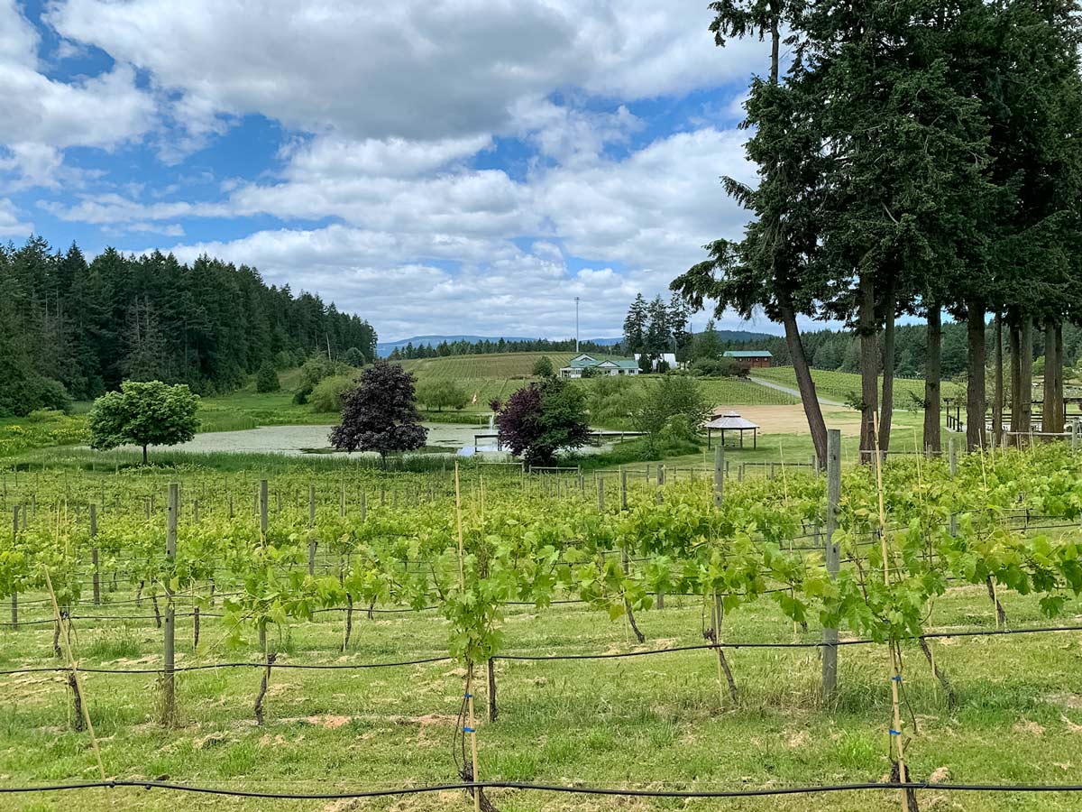 Cherry Point Winery crops and house seen biking Mill Bay to Cowichan Valley near Victoria