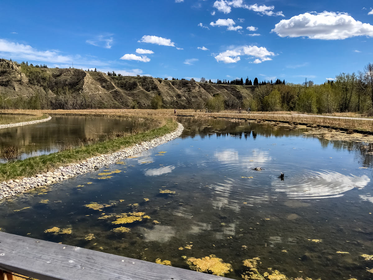 Cycling past ponds along pathway from Bow River to Bowness in Calgary