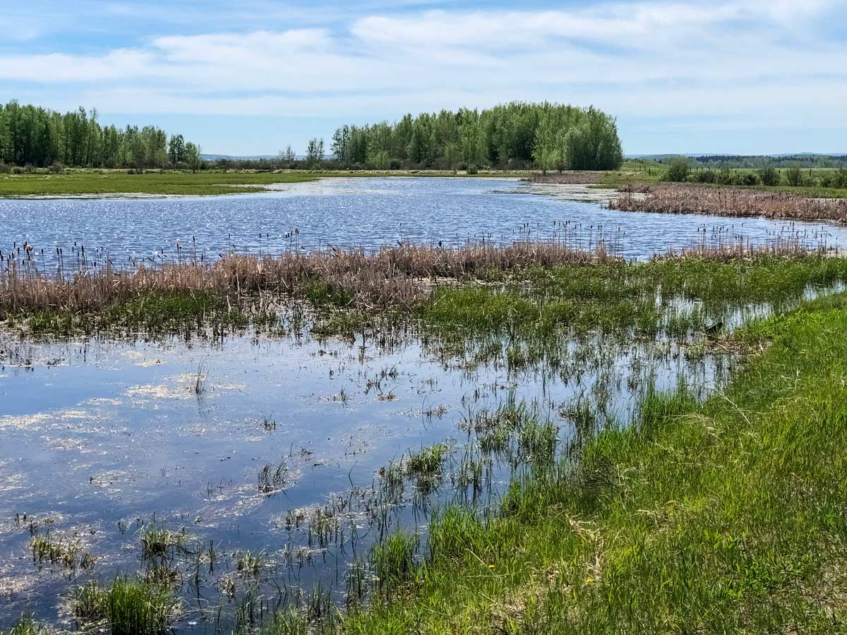 Marsh pond grasslands seen along prairie bike ride from Calgary to Dewinton