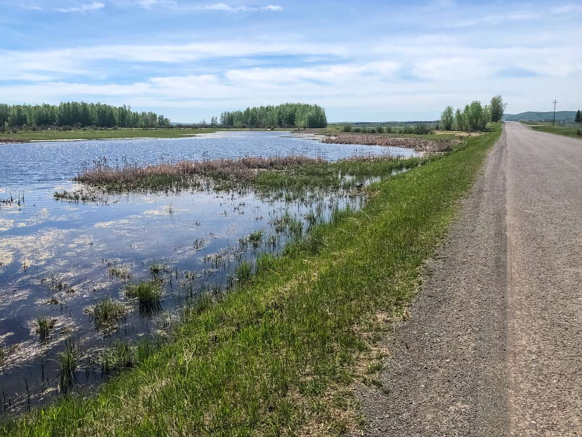 Biking alongside ponds and marshes on ride from Calgary to Dewinton