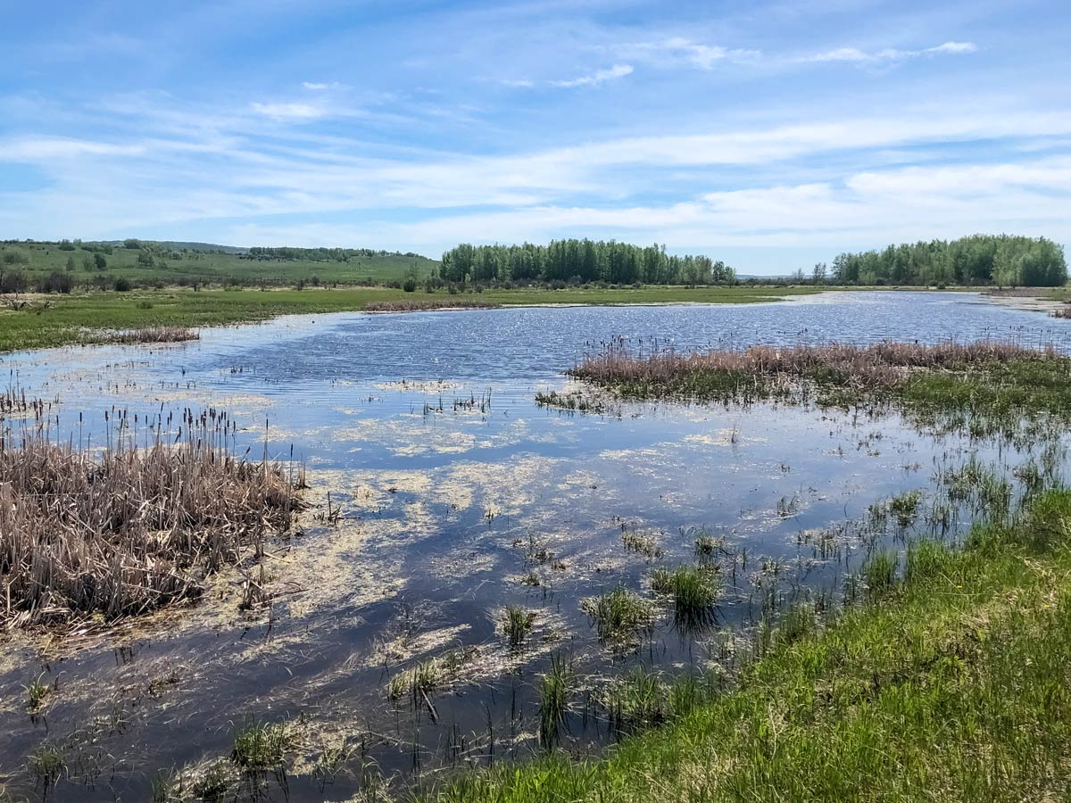 Cycling Calgary to Dewinton passing beautiful ponds and fields
