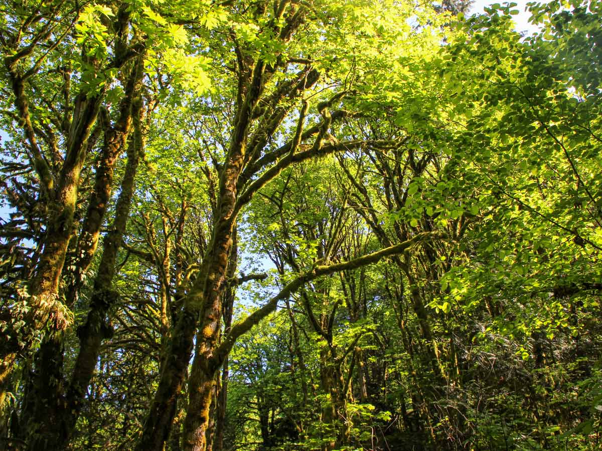 Beautiful trees and forest surrounding Crystal Falls near Vancouver British Columbia