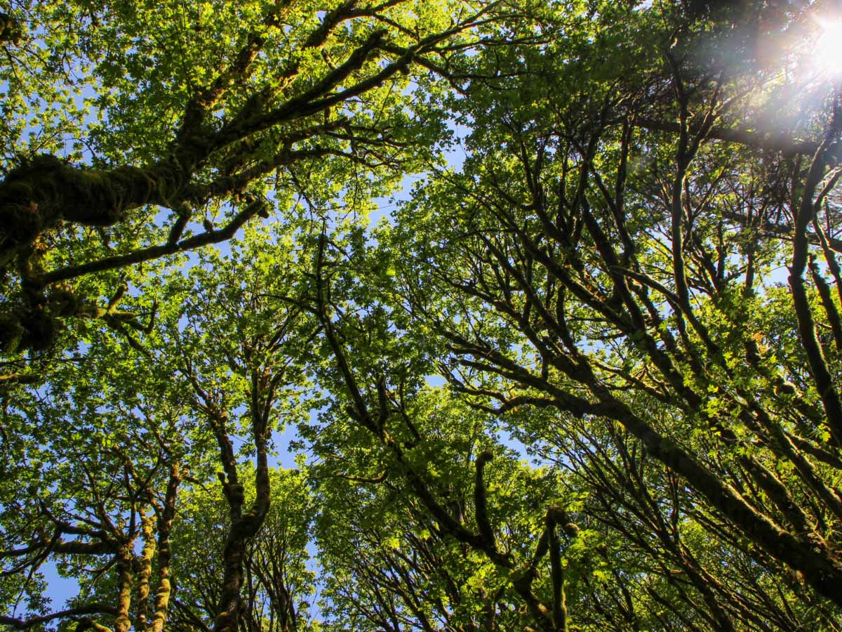 Sun rays filter through beautiful trees in forest around Crystal Falls near Vancouver