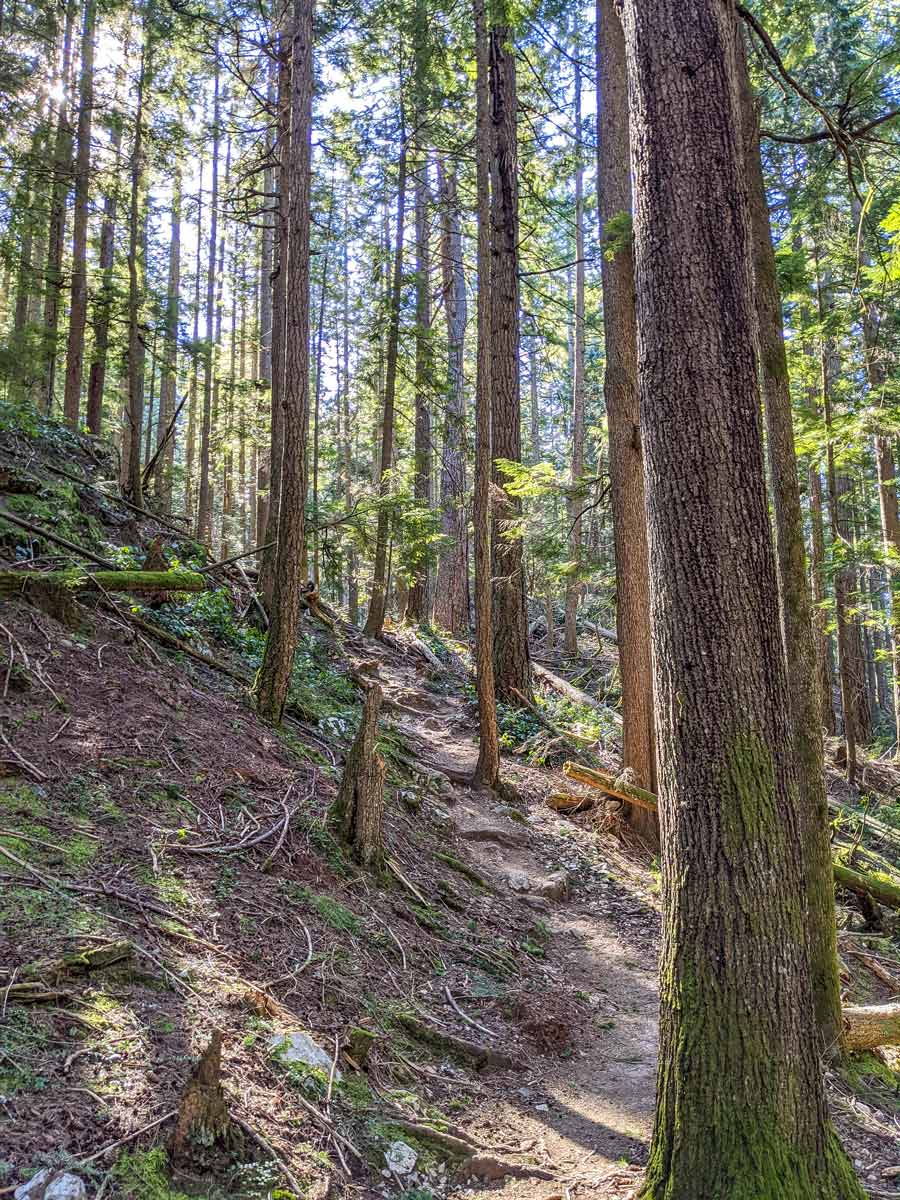 Beautiful sunny hiking trail to Diez Vistas near Vancouver in British Columbia