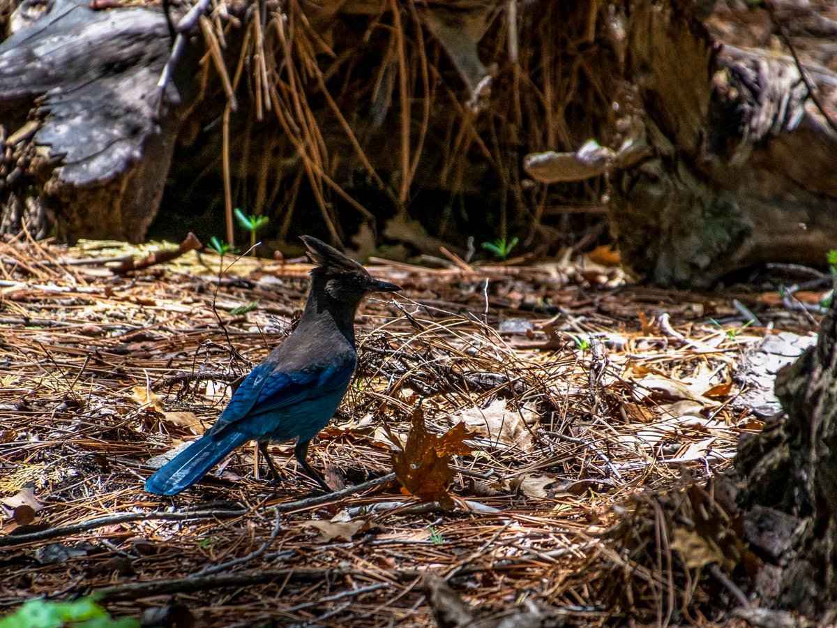 Steller Jay bird along Diez Vistas hiking trail near Vancouver