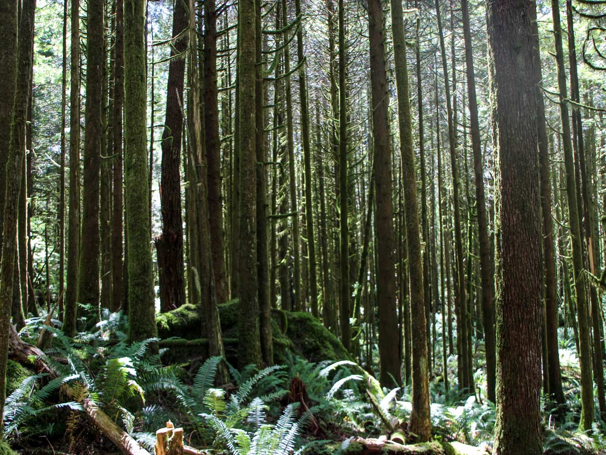 West coast forest near Gold Creek Falls around Vancouver