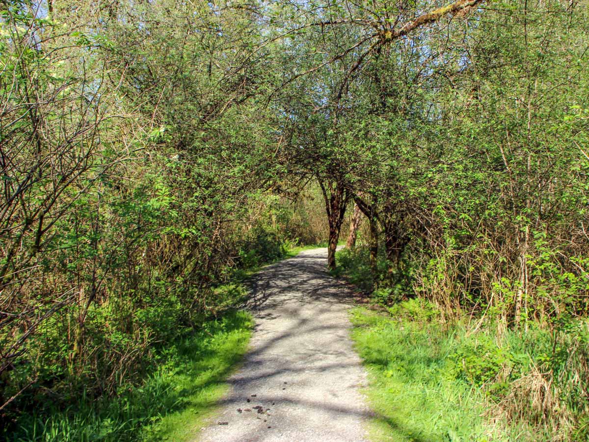 Sunny tree lined path up High Knoll trail near Vancouver BC